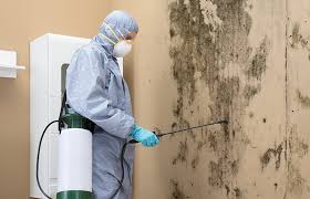 Best Asbestos and Lead Testing During Mold Inspection in Weissport East, PA